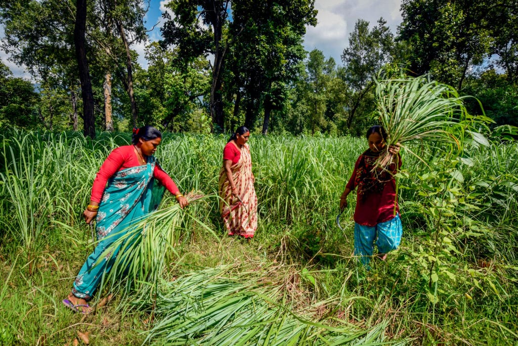 Women harvesting lemongrass