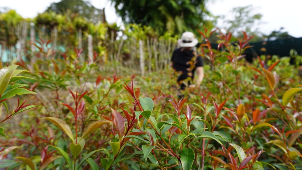 Tree plantation nursery