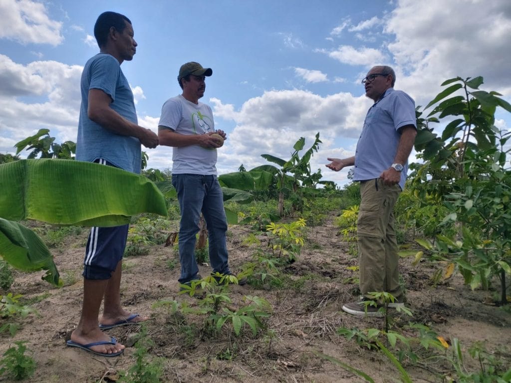 Three men talking on a tree plantation
