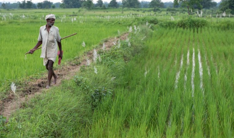 A man walks along a rice field.