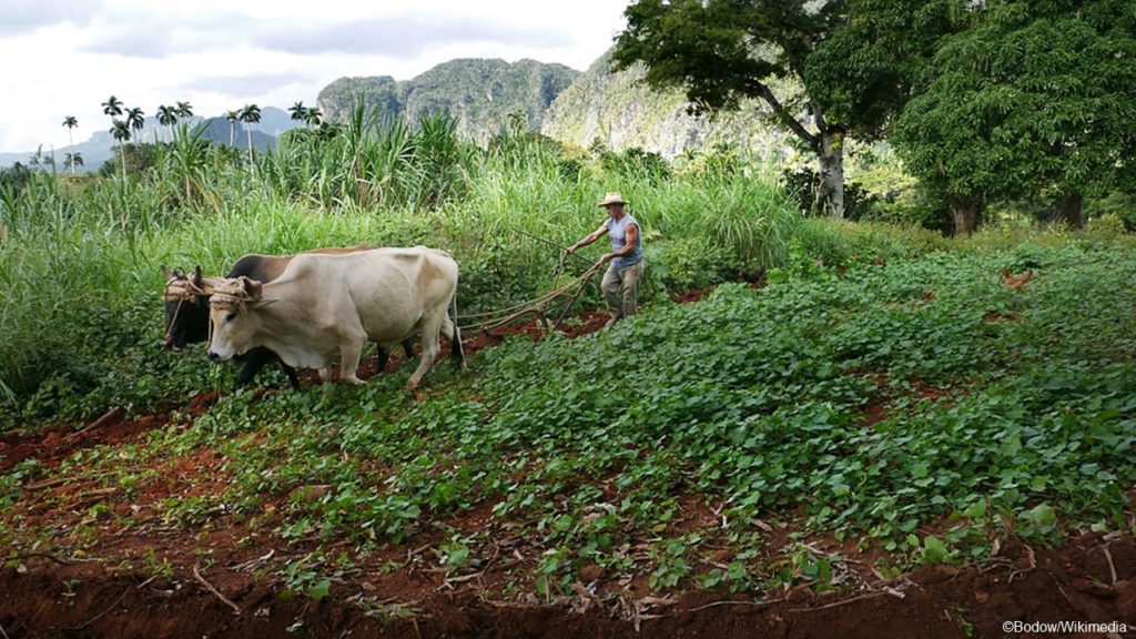 Farmer with cows and field
