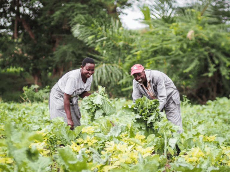 Two people working in a vegetable field and smiling for the camera.