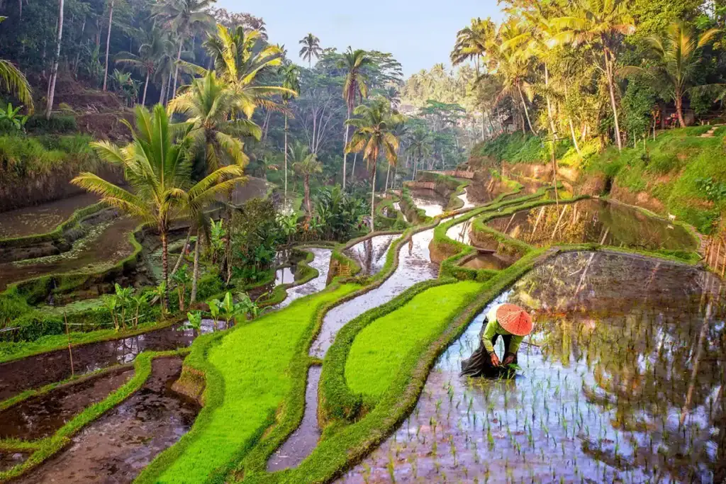 A person works in the water on a rice terrace.