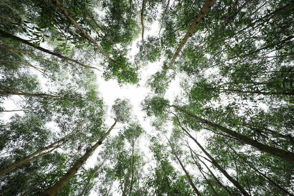 Tree tops from below.