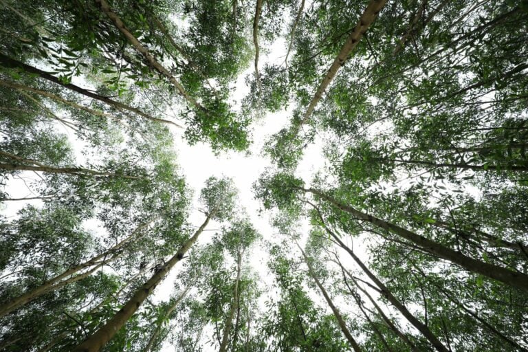 Tree tops from below.