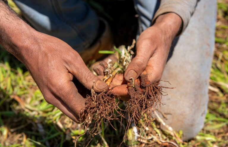 Close-up of a farmer's hands holding plant roots with soil, examining them in a field.