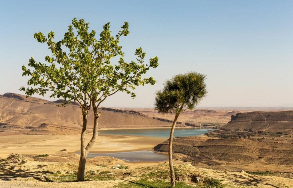 Two green trees at the shore of a lake in a desert.